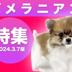 【 ポメラニアン特集 】3/7現在在店中の愛らしさ満点の癒し系！最新動画は必見！