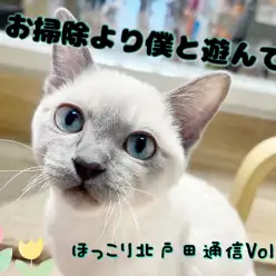 【 ほっこり北戸田通信Vol.32 】猫砂回収班 VS 構ってほしいトンちゃん
