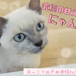 【 ほっこり北戸田通信Vol.12 】へそ天上手なレアニャンコ