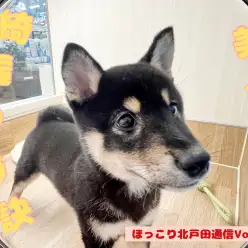 【 ほっこり北戸田通信Vol.14 】美人柴ちゃん！綺麗を保つ秘訣
