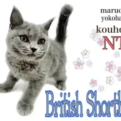 【 ブリティッシュショートヘア 】まん丸ブリくんの生後3ヶ月の今をご紹介