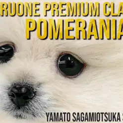 【 ポメラニアン 】プレミアム認定！ポメ界に降臨した圧倒的に可愛いプリンセス！