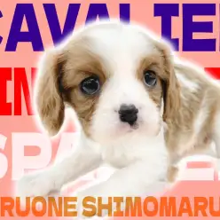 【 キャバリア 】ブレンハイムが美しい！愛らしいルックスが特徴の癒し系わんこ！