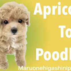 【 トイプードル 】ベビーフェイスプードルくんからみなぎるエナジーをお裾分け！