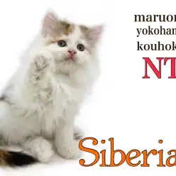 【 サイベリアン 】爆毛にゃんこ！優しいお顔の大型猫種