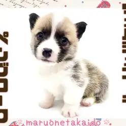 【 コーギー 】食パンみたいなお尻が可愛い！短足界のスーパースター！