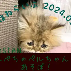 【ペルシャ成長ログ】鼻ぺちゃペルちゃんとあそぼ!