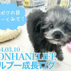 【 トイプードル成長ログ 】ボクの目をよく見て!まん丸の瞳のシルバーちゃん
