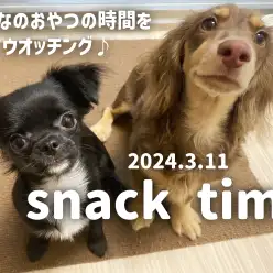 【 ワンチャンズ成長ログ 】仲良しトリオのおやつの時間ウオッチング！