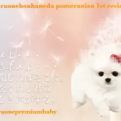 【 ポメラニアン 】春風に乗ってやってきた！たんぽぽ系ポメとは私のことよ！