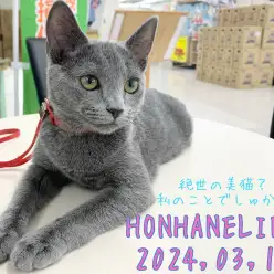 【ロシアンブルー成長ログ】絶世の美猫?私のことでしゅか?