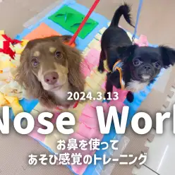 【 ノーズワークトレーニング 】お鼻を使ってあそび感覚のトレーニング！