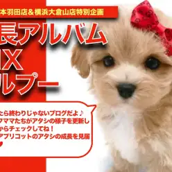 【 マルプー 】濃厚アプリコットカラーが素敵！マルプーちゃんの成長日記