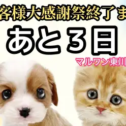 【 お客様大感謝祭ラストスパート 】終了迄あと3日！東川口店厳選の7頭をご紹介！