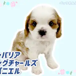 【 キャバリア 】極上もっちりボディ！優しいお顔のフレンドリーわんこ！