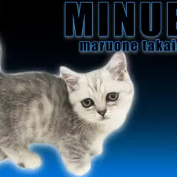 【 ミヌエット 】チンチラシルバーの短足にゃんこ！食欲旺盛で甘えん坊な男の子！