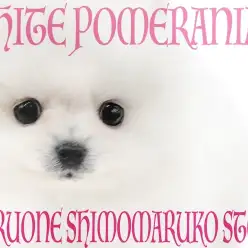 【 ポメラニアン 】超人気の白たぬきポメ!更に小さめサイズでスター街道まっしぐら