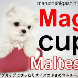 【 マルチーズ 】マグカップにすっぽり入るし片手にも乗る小さめの女の子