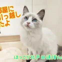 【 ほっこり北戸田通信Vol.18 】大部屋にお引っ越ししたラグドールくん