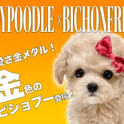 【 MIX 】この可愛さ半端ない!抱き心地抜群な綿あめビションプー!