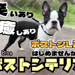 【 ボストンテリア 】笑いと癒しのハーモ二ー、ボストン始める新生活の勧め!