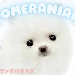 【 ポメラニアン 】手乗りサイズの綿毛王子！首をかしげる仕草で誰もがイチコロに！