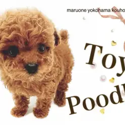 【 トイ・プードル 】圧巻の可愛さに美しいレッドカラーのプレミアムBaby