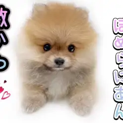 【 ポメラニアン 】爆毛タヌキ顔ポメラニアン!最強で最高に可愛い容姿を大公開!