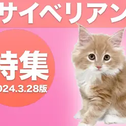 【 サイベリアン特集 】3/28現在在店中の全店舗のサイべちゃん！最新動画付き！
