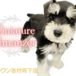 【 ミニチュアシュナウザー 】しっかりボディが魅力の高ビジュアルなシュナちゃん！