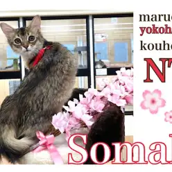 【 ソマリ 】艶々の美ボディのソマリちゃんの3rd blog