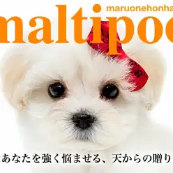 【 MIX 】透き通るホワイトコートにゆる巻きウェーヴヘアが魅力のマルプー紹介！