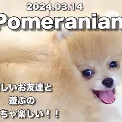 【 ポメラニアン成長ログ 】元気が一番だよね！ポメラニアンちゃんの新しいお友達！