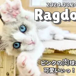 【 ラグドール成長ログ 】ばんざーいっ！私のお手々も見てニャ！