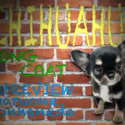 【 チワワ 】トキメキ注意報発令！過去最高のルックスと呼び声高き女の子登場！