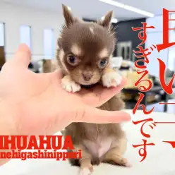 【 チワワ 】容姿端麗！天使の使い？性格良しのトリプルプレー！