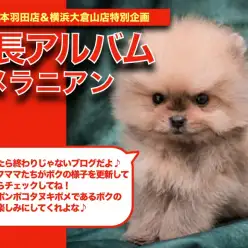 【 ポメラニアン 】令和ぽんぽこ！プレミアムポメラニアンちゃんの成長日記