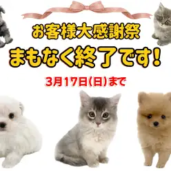 【 お知らせ 】お客様大感謝祭は終了間近！城山店のワンニャンズをご紹介します！