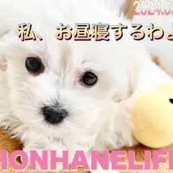 【 マルプー成長ログ 】真白きマルプーちゃんのお昼寝までのひととき！