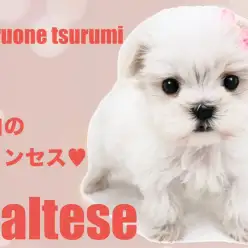 【 マルチーズ 】こぶりな純白の天使がやってきました！