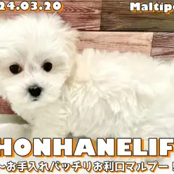 【 マルプー成長ログ 】お手入れバッチリ！お利口マルプーちゃんのご様子