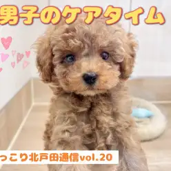 【 ほっこり北戸田通信Vol.20 】美男子トイプーのケアタイム！