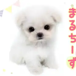 【 マルチーズ 】毛が抜けにくい純白の天使！お顔も性格も可愛いアイドルワンコ！
