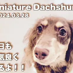 【 ダックスの成長ログ 】お外の匂いが大好きなんだ！元気いっぱいだっちゃん