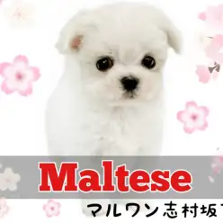 【 マルチーズ 】生後2ヶ月で540g！長いまつげが愛らしいプレミアムな女の子！