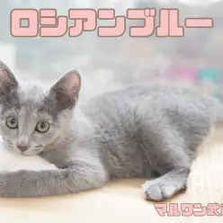 【 ロシアンブルー 】ロシアンスマイルが可愛い抜け毛少なめの気品溢れる美猫!