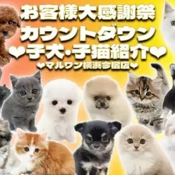 【 お客様大感謝祭 】2024年3月16日現在在店中のわんにゃん最新動画を大公開