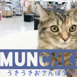 【 マンチカン成長ログ 】うきうきお散歩タイム!