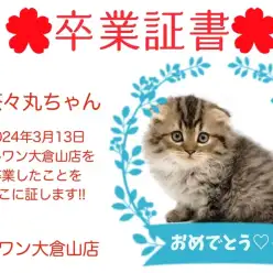 【 卒業証書 】茶々丸ちゃん卒業おめでとう！！スタッフママより愛を込めて！