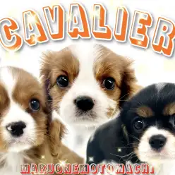 【 キャバリアキングチャールズスパニエル 】大集合！キャバリア三銃士の登場だ！
